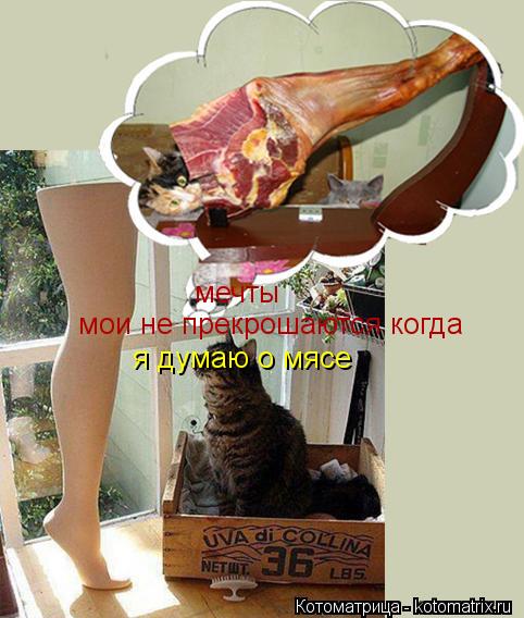 мечты мои не прекрошаются когда я думаю о мясе... Котоматрица: мечты мои не прекрошаются когда я думаю о мясе