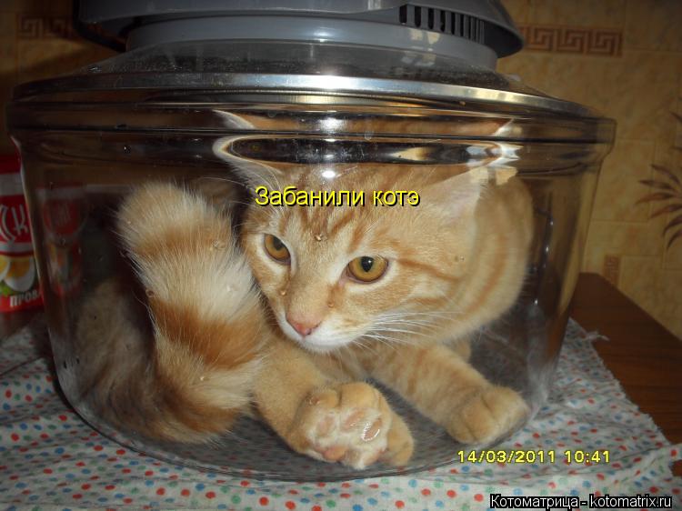 Забанили котэ... Котоматрица: Забанили котэ