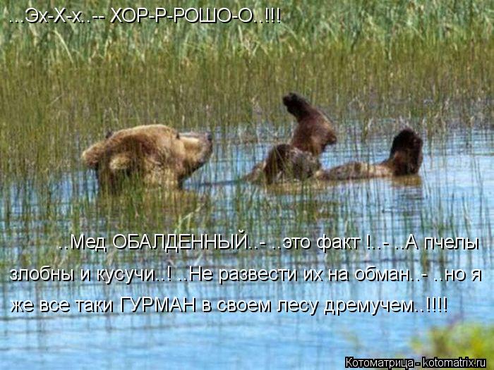 ..Мед ОБАЛДЕННЫЙ..- ..это факт !..- ..А пчелы злобны и кусучи..! ..Не развести их на обман..- ..но я... Котоматрица: ..Мед ОБАЛДЕННЫЙ..- ..это факт !..- ..А пчелы злобны и кусучи..! ..Не развести их на обман..- ..но я же все таки ГУРМАН в своем лесу дремучем..!!!! ...Эх-Х-