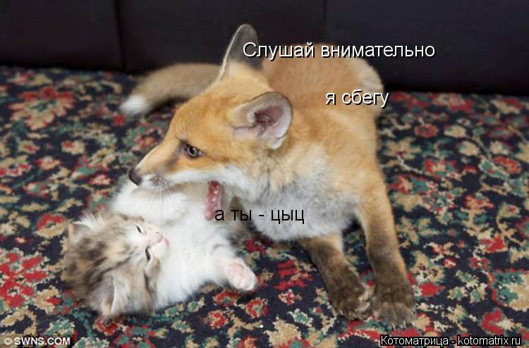 Слушай внимательно я сбегу а ты - цыц... Котоматрица: Слушай внимательно я сбегу а ты - цыц