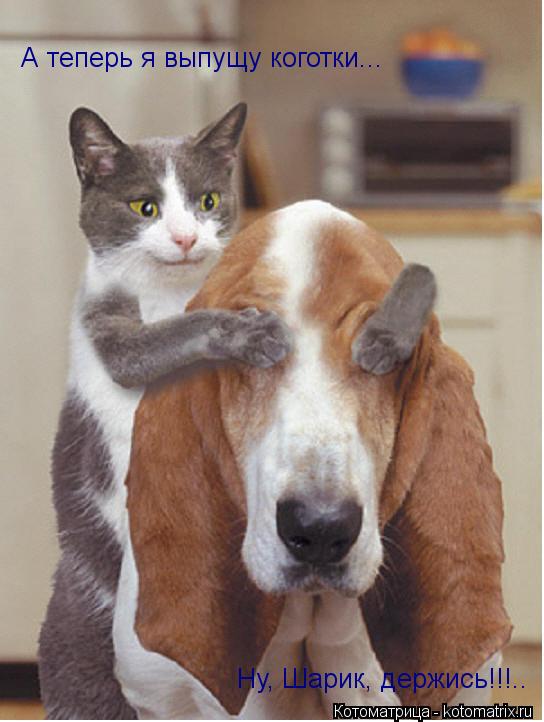 А теперь я выпущу коготки... Ну, Шарик, держись!!!..... Котоматрица: А теперь я выпущу коготки... Ну, Шарик, держись!!!..