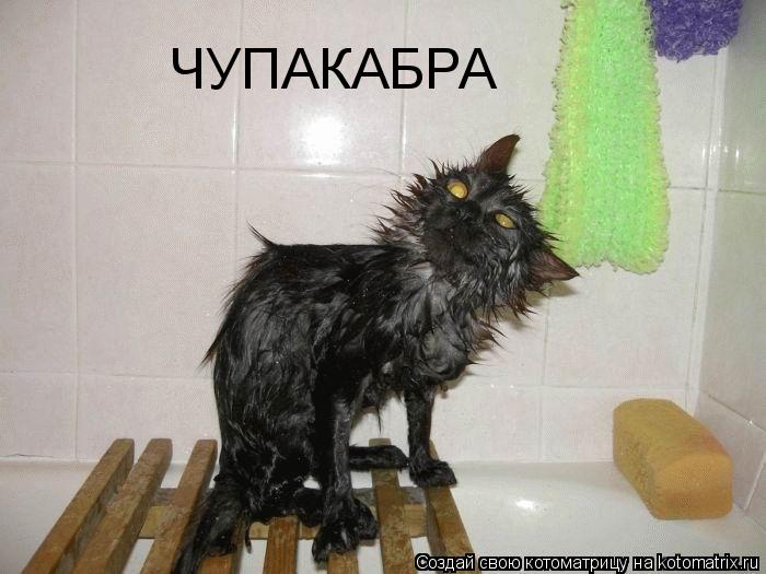ЧУПАКАБРА... Котоматрица: ЧУПАКАБРА