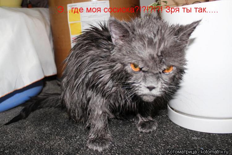 Э...где моя сосиска?!?!?!?! Зря ты так........ Котоматрица: Э...где моя сосиска?!?!?!?! Зря ты так.....