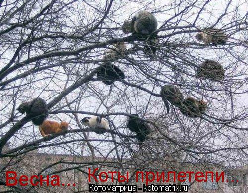 Коты прилетели... Весна...... Котоматрица: Коты прилетели... Весна...