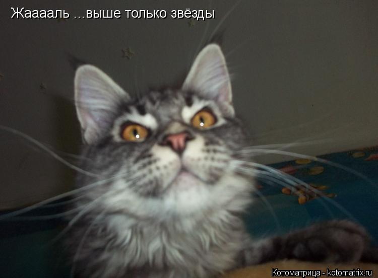 Жааааль ...выше только звёзды... Котоматрица: Жааааль ...выше только звёзды