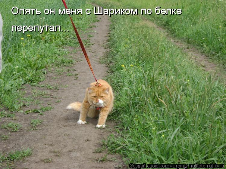 Котоматрица: Опять он меня с Шариком по белке перепутал...