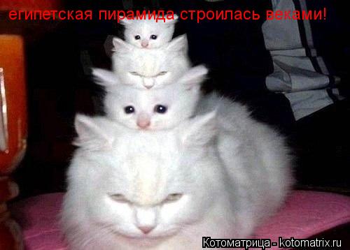 египетская пирамида строилась веками!... Котоматрица: египетская пирамида строилась веками!