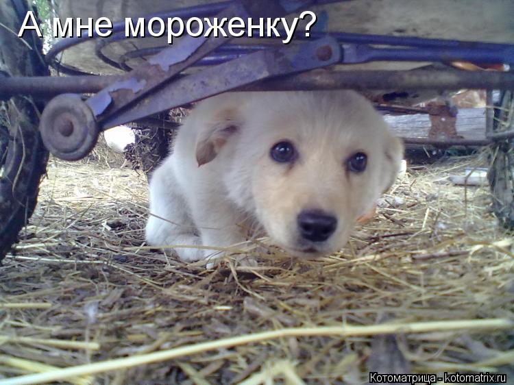 А мне мороженку?... Котоматрица: А мне мороженку?