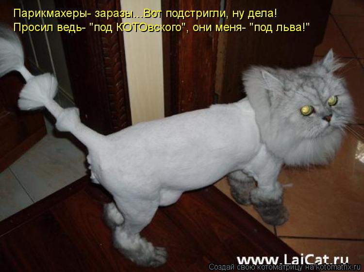 Парикмахеры- заразы...Вот подстригли, ну дела! Просил ведь- "под КОТОвского", они меня- "под льва!"... Котоматрица: Парикмахеры- заразы...Вот подстригли, ну дела! Просил ведь- "под КОТОвского", они меня- "под льва!"