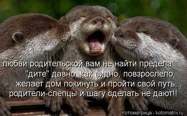 любви родительской вам не найти предела: "дите" давно, как видно, повзрослело, желает дом покинуть и ... Котоматрица: любви родительской вам не найти предела: "дите" давно, как видно, повзрослело, желает дом покинуть и пройти свой путь... родители-слепцы и шаг