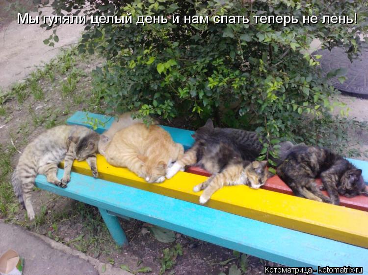 Мы гуляли целый день и нам спать теперь не лень!... Котоматрица: Мы гуляли целый день и нам спать теперь не лень!