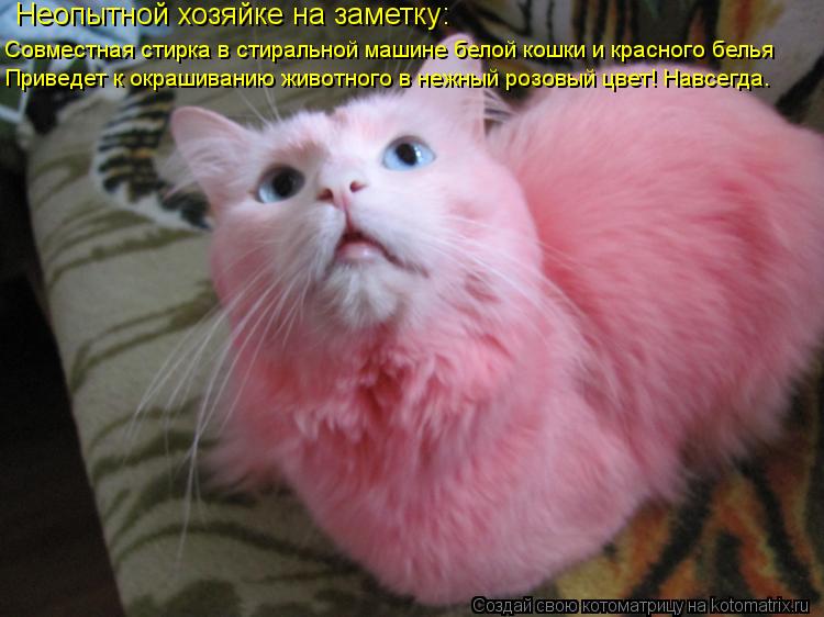 Неопытной хозяйке на заметку: Совместная стирка в стиральной машине белой кошки и красного белья При... Котоматрица: Неопытной хозяйке на заметку: Совместная стирка в стиральной машине белой кошки и красного белья Приведет к окрашиванию животного в нежны