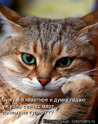 Сижу я в квартире и думку гадаю уж коль сейчас март, почему не гуляю???... Котоматрица: Сижу я в квартире и думку гадаю уж коль сейчас март, почему не гуляю???