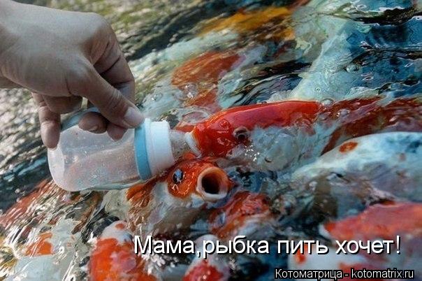 Мама,рыбка пить хочет!... Котоматрица: Мама,рыбка пить хочет!