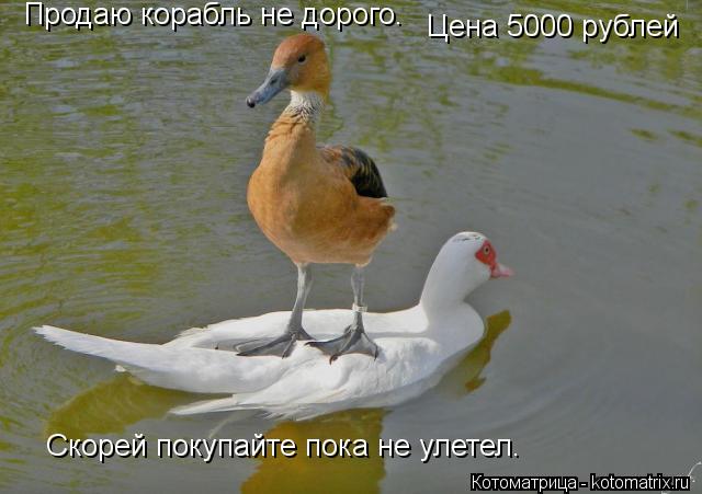 Продаю корабль не дорого. Цена 5000 рублей Скорей покупайте пока не улетел.... Котоматрица: Продаю корабль не дорого. Цена 5000 рублей Скорей покупайте пока не улетел.