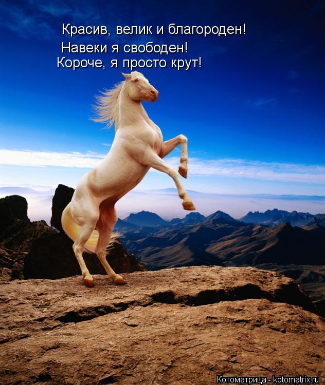 Красив, велик и благороден! Навеки я свободен! Короче, я просто крут!... Котоматрица: Красив, велик и благороден! Навеки я свободен! Короче, я просто крут!