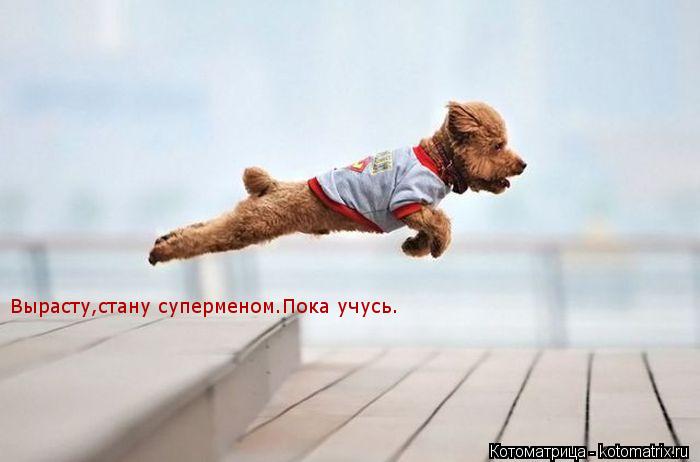 Вырасту,стану суперменом.Пока учусь.... Котоматрица: Вырасту,стану суперменом.Пока учусь.
