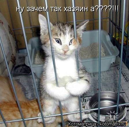 ну зачем так хазяин а????!!!... Котоматрица: ну зачем так хазяин а????!!!
