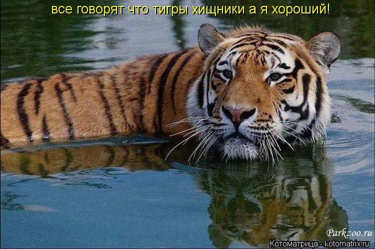 все говорят что тигры хищники а я хороший!... Котоматрица: все говорят что тигры хищники а я хороший!