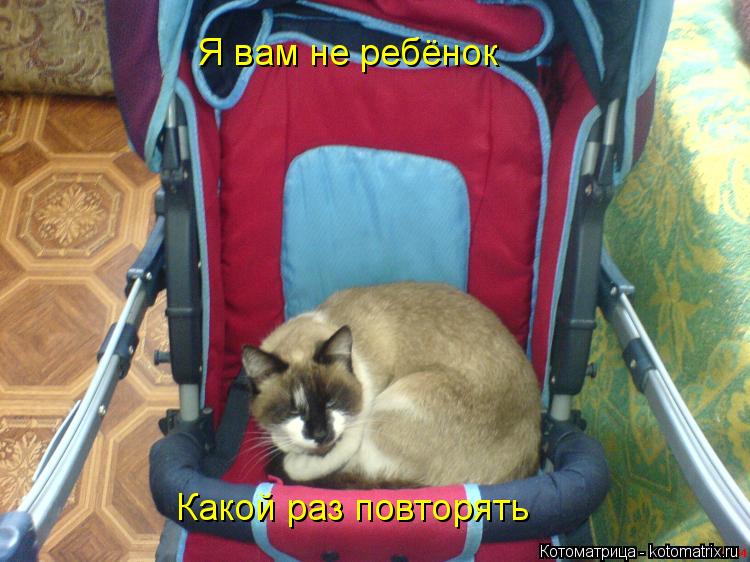 Я вам не ребёнок Какой раз повторять... Котоматрица: Я вам не ребёнок Какой раз повторять
