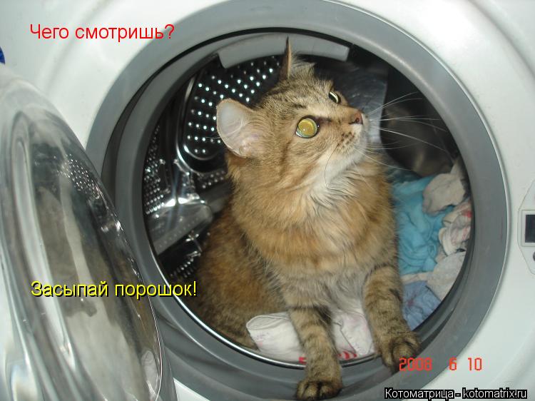 Чего смотришь? Засыпай порошок!... Котоматрица: Чего смотришь? Засыпай порошок!