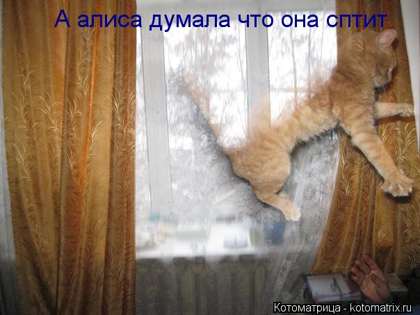 А алиса думала что она сптит... Котоматрица: А алиса думала что она сптит
