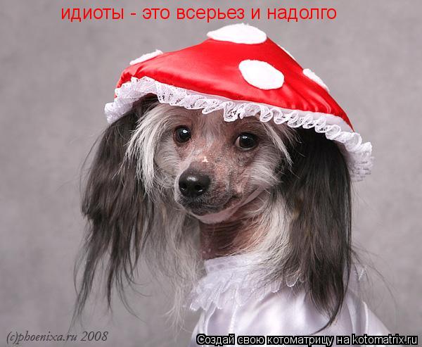 идиоты - это всерьез и надолго... Котоматрица: идиоты - это всерьез и надолго