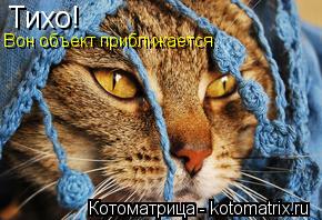Тихо! Вон объект приближается.... Котоматрица: Тихо! Вон объект приближается.