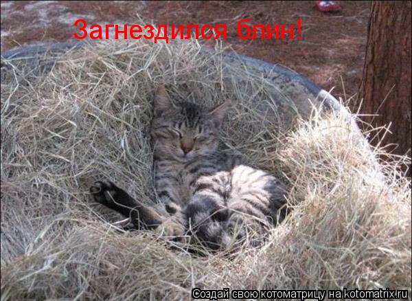 Загнездился блин!... Котоматрица: Загнездился блин!