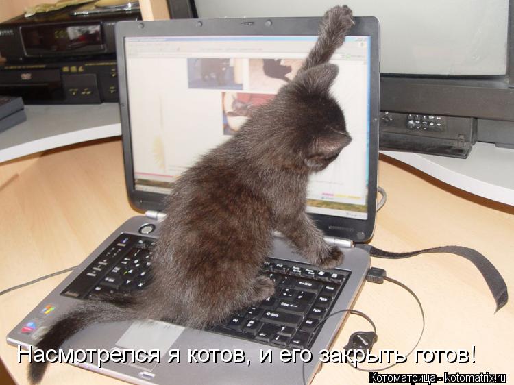 Насмотрелся я котов, и его закрыть готов!... Котоматрица: Насмотрелся я котов, и его закрыть готов!