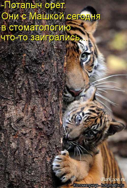 -Потапыч орёт. Они с Машкой сегодня в стоматологию что-то заигрались...... Котоматрица: -Потапыч орёт. Они с Машкой сегодня в стоматологию что-то заигрались...