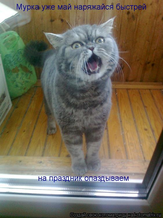 Мурка уже май наряжайся быстрей на праздник опаздываем... Котоматрица: Мурка уже май наряжайся быстрей на праздник опаздываем