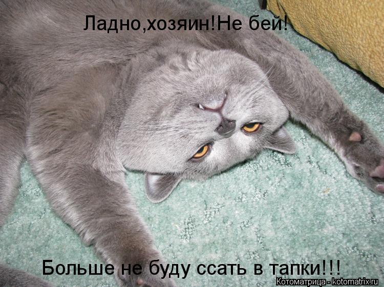 Ладно,хозяин!Не бей! Больше не буду ссать в тапки!!!... Котоматрица: Ладно,хозяин!Не бей! Больше не буду ссать в тапки!!!