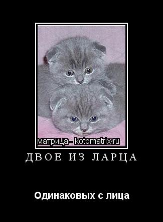 Двое из ларца Одинаковых с лица... Котоматрица: Двое из ларца Одинаковых с лица