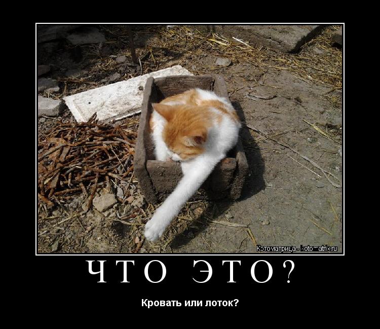 Что это? Кровать или лоток?... Котоматрица: Что это? Кровать или лоток?