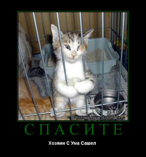 Спасите Хозяин С Ума Сашел ... Котоматрица: Спасите Хозяин С Ума Сашел