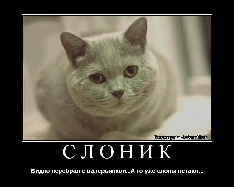 Слоник Видно перебрал с валерьянкой...А то уже слоны летают...... Котоматрица: Слоник Видно перебрал с валерьянкой...А то уже слоны летают...