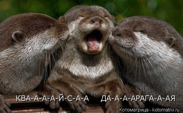 КВА-А-А-А-Й-С-А-А ДА-А-А-АРАГА-А-АЯ... Котоматрица: КВА-А-А-А-Й-С-А-А ДА-А-А-АРАГА-А-АЯ