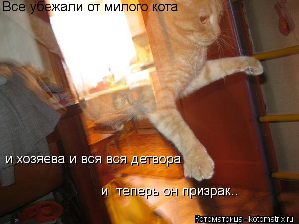 Все убежали от милого кота и хозяева и вся вся детвора и теперь он призрак..... Котоматрица: Все убежали от милого кота и хозяева и вся вся детвора и теперь он призрак..