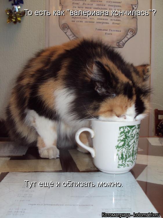 То есть как "валериана кончилась"? Тут ещё и облизать можно.... Котоматрица: То есть как "валериана кончилась"? Тут ещё и облизать можно.