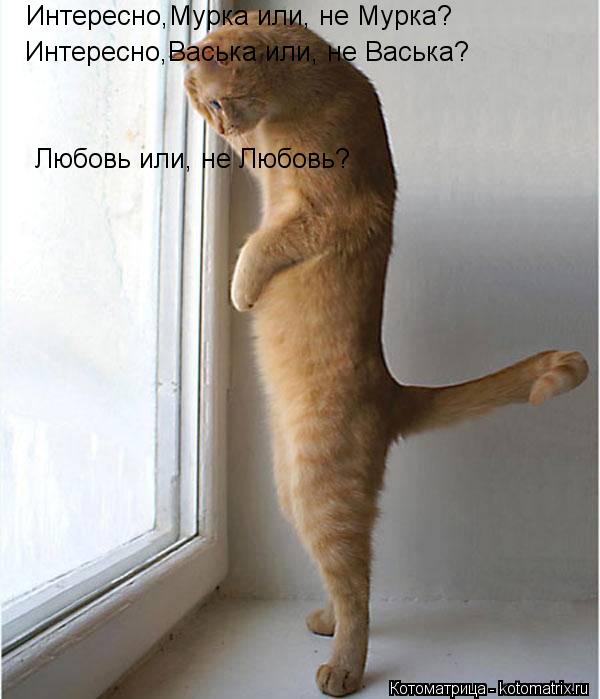 Интересно,Мурка или, не Мурка? Интересно,Васька или, не Васька? Любовь или, не Любовь?... Котоматрица: Интересно,Мурка или, не Мурка? Интересно,Васька или, не Васька? Любовь или, не Любовь?