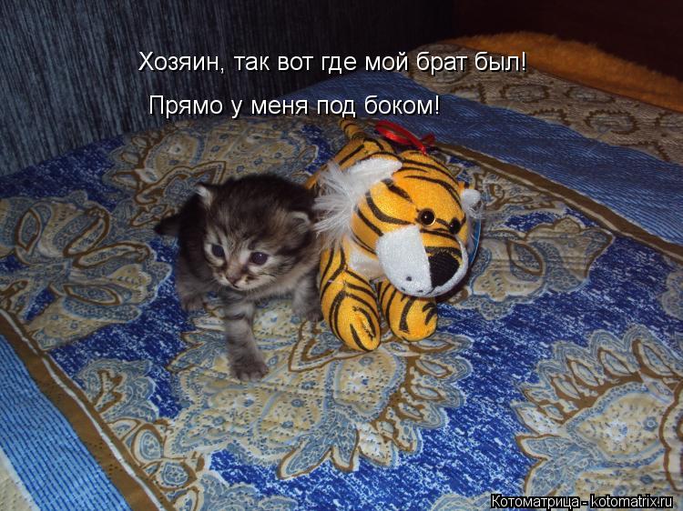 Хозяин, так вот где мой брат был! Прямо у меня под боком!... Котоматрица: Хозяин, так вот где мой брат был! Прямо у меня под боком!