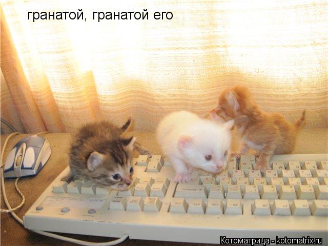 гранатой, гранатой его... Котоматрица: гранатой, гранатой его
