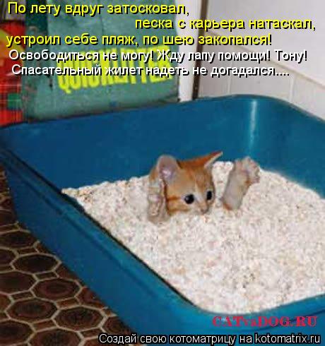 По лету вдруг затосковал, песка с карьера натаскал, устроил себе пляж, по шею закопался! Освободитьс... Котоматрица: По лету вдруг затосковал, песка с карьера натаскал, устроил себе пляж, по шею закопался! Освободиться не могу! Жду лапу помощи! Тону! Спасате