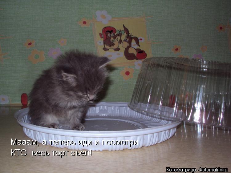Мааам, а теперь иди и посмотри КТО весь торт съел!... Котоматрица: Мааам, а теперь иди и посмотри КТО весь торт съел!