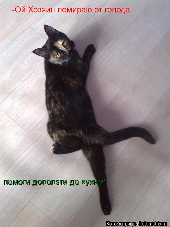-Ой!Хозяин,помираю от голода, помоги доползти до кухн и!... Котоматрица: -Ой!Хозяин,помираю от голода, помоги доползти до кухн и!