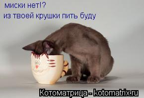 миски нет!? из твоей крушки пить буду... Котоматрица: миски нет!? из твоей крушки пить буду