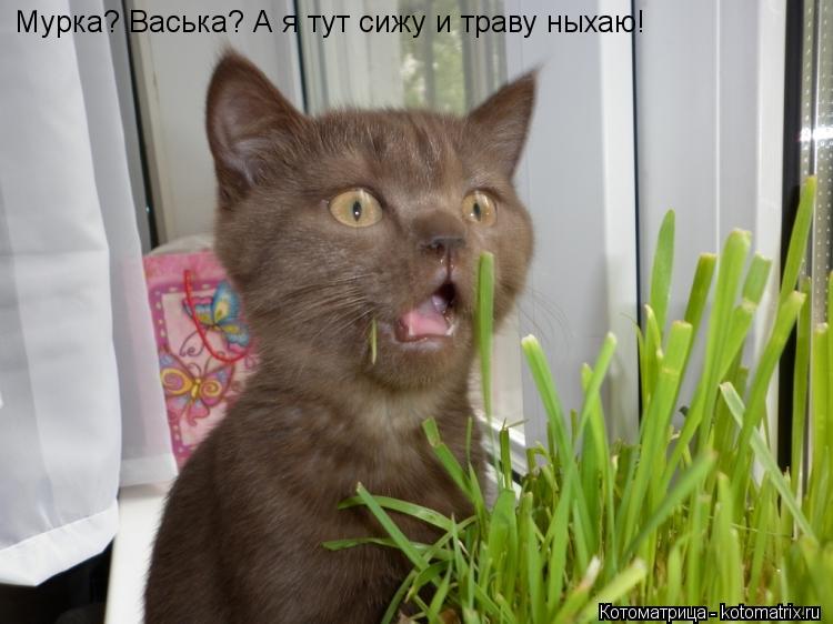 Мурка? Васька? А я тут сижу и траву ныхаю!... Котоматрица: Мурка? Васька? А я тут сижу и траву ныхаю!