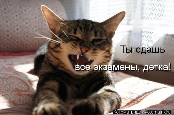 Ты сдашь все экзамены, детка!... Котоматрица: Ты сдашь все экзамены, детка!