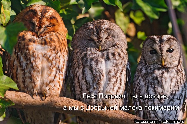 Леха Попович, ты в дозоре, а мы с Добрыней малеха покимарим.... Котоматрица: Леха Попович, ты в дозоре, а мы с Добрыней малеха покимарим.